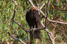 Lesser yellow-headed vulture (Cathartes burrovianus).JPG