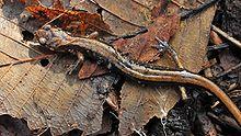 Plethodon vehiculum.jpg