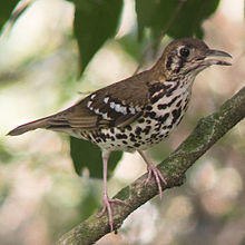 Spotted Ground Thrush.jpg