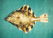 Starry flounder (Platichthys stellatus) at NOAA's Estuarine Research Reserve.jpg