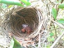 Yellow-Vented BulBul Chick with Egg, Phuket, Thailand
