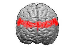Brodmann area 9.png