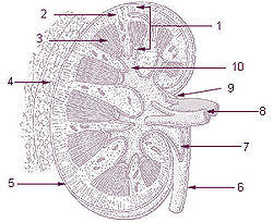 Illu kidney.jpg