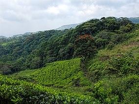 20160128 Sri Lanka 4132 Sinharaja Forest Preserve sRGB (25674474901).jpg