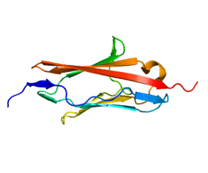 Protein MYOT PDB 2KDG.png