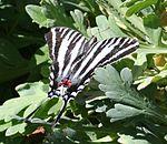 Eurytides marcellus 1 - Desert Botanical Garden.jpg