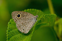 Common Three Ring-SavanDurga Bangalore rural.jpg