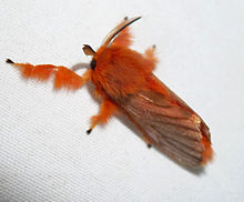 Acraga moorei (7420640470).jpg