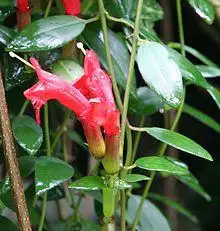 Aeschynanthus radicans.jpg