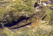 Cottus Pesh.JPG
