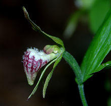 Cypripedium arietinum - Flickr 003.jpg