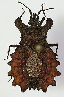 Dysodius lunatus (ZSM).JPG