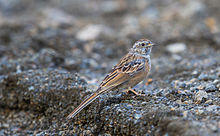 Godlewski's Bunting (Emberiza godlewskii) (16804118611).jpg