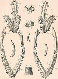 Muraenosaurus leedsii.jpg