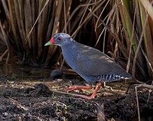 Neocrex erythrops - Paint-billed Crake; Arari; Maranhão, Brazil.jpg