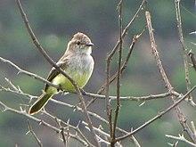 Northern Scrub Flycatcher.jpg