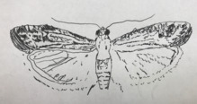 Raisin Moth.png