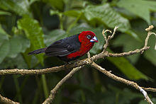 Red-headed Bluebill - Kakamega - Kenya 06 2643 (22568963858).jpg