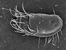 Stephanopogon sp.jpg