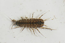 Waterlouse (Asellus aquaticus).jpg