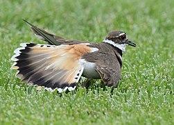 No one can fake an injury like a Killdeer (34125990963).jpg