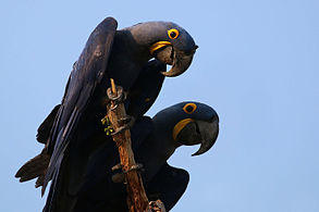 Hyacinth macaws (Anodorhynchus hyacinthinus) 2.jpg