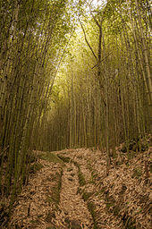 Photograph of a grassy trail through a forest