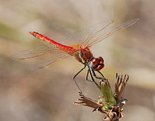 Darter August 2007-20.jpg