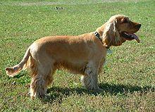 EnglishCockerSpaniel simon.jpg