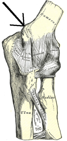 Gray329-Medial epicondyle of the humerus.png