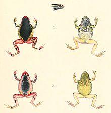 Kalophrynus bunguranus 1896.jpg