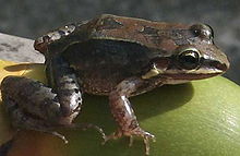 Leptodactylus albilabris.jpg