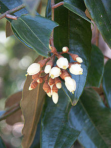 Leptolaena multiflora.jpg