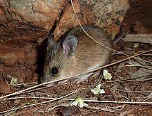 Nat mouse - Christopher Watson.jpg