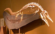 Thermopolis mosasaur.jpg