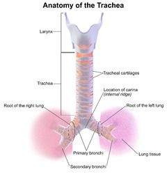 Blausen 0865 TracheaAnatomy.png