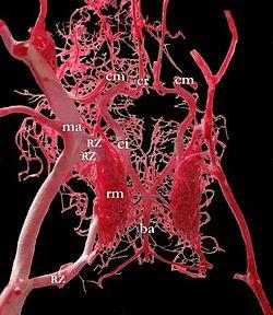 Circulus arteriosus schaf.jpg