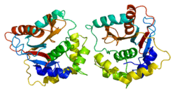 Protein UCHL1 PDB 2etl.png
