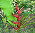 Heliconia orthotricha (9715730216).jpg