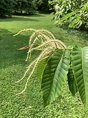 Castanea henryi ( Katherine Wagner-Reiss) 02.jpg