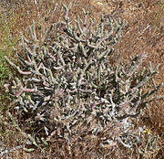 Cylindropuntia ramosissima 2.jpg