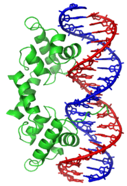 Ribbon diagram of the lambda repressor dimer bound to DNA.