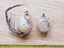 Asparagus tubers00.jpg