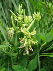 Astragalus glycyphyllos fruit.jpg