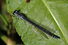Azure damselfly (Coenagrion puella) female blue phase.jpg