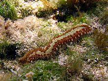 Bearded Fireworm (Small).jpg