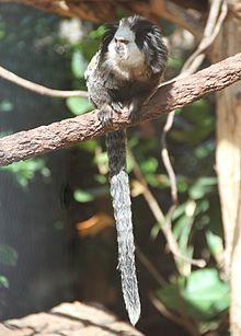 Callithrix geoffroyi LoroParqueTenerife IMG 5039.JPG