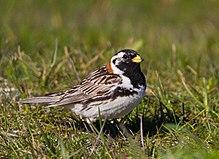 Lapland Longspur - Calcarius lapponicus - Sportittlingur 1.jpg