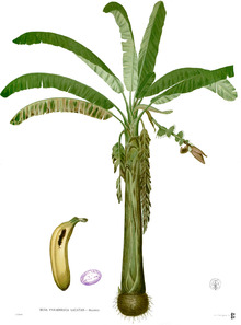 Musa paradisiaca Blanco1.88.png