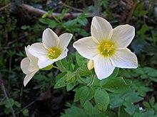 Polemonium carneum.jpg